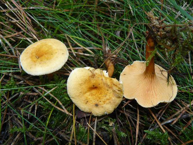 Hygrophoropsis aurantiaca